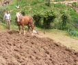 Labour du jardin avec le cheval